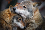458337864-Wolf_love_by_svarci.jpg