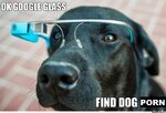 dog-using-google-glass_o_1488867.jpg