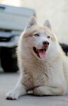 reddit--DoggoVonBitchmarck--my_entire_collection_[HivhNNp].jpg