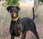 dober.jpg dober.jpg
