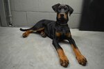dober3.jpg dober3.jpg