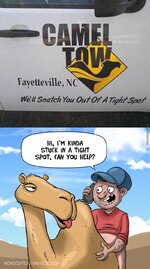 camelshag.jpeg