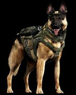 d4c38f0c49cbb2e05b34059acc200808--army-dogs-military-dogs.jpg