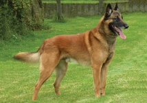 Belgian-Shepherd-Dog-Malinois.jpg