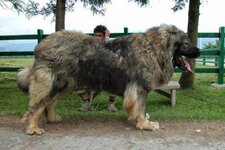 Caucasian Shepherd Dog - A Russian dog..JPG