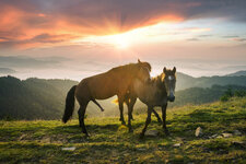 Stallion ejaculating on mare.jpeg