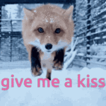 kiss fox.gif