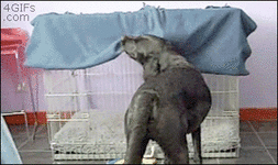 baaaa926d7e4623e3dcd7f2a76492ce9.gif