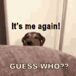 tenor (2).gif