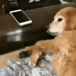 tenor (9).gif