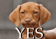 yes-dog.gif