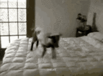 excited-jump.gif