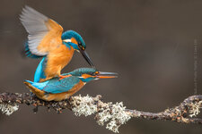 Nature_Photo_Portal-Noctua_Nature_Hides-Cees_Uri-IJsvogel.jpg