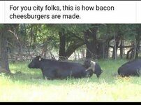 Bacon-cheese-burger.jpg