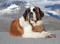a85fa4e8-885b-4b2f-8ef0-060e99b06831_Saint+Bernard_shutterstock_87112702_small.jpg a85fa4e8-885b-4b2f-8ef0-060e99b06831_Saint+Bernard_shutterstock_87112702_small.jpg