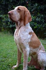 bracco-italiano-4.jpg bracco-italiano-4.jpg
