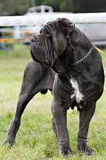 220px-Mastino_sylwetka.jpg 220px-Mastino_sylwetka.jpg