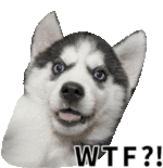 dog-wtf.gif