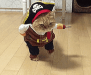 pirate-cat.gif