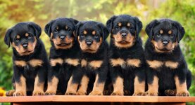 Rottweiler-Temperament-long.jpg