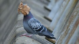 http___cdn.cnn.com_cnnnext_dam_assets_210901131047-11-comedy-wildlife-photography-awards-2021.jpg