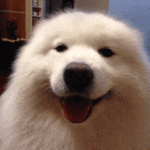 1631119149722.gif
