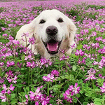 dog-flower.gif