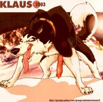 95865 - Balto Steele klaus_doberman.jpg