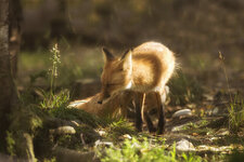 fox_7.jpg