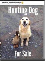 Hunting dog for sale.jpg