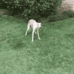 1633892874065.gif