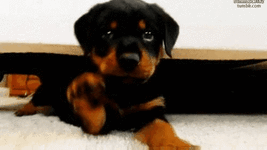 GIF-211011_190008.gif