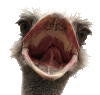 _Ostrich.png