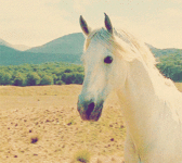 1634487183869.gif