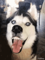 1634532490022.gif