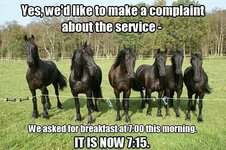 55c08f6de0e9eca3a800d2db5f2f73bb--funny-horse-quotes-funny-horses.jpg