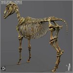horse skeleton.jpg