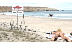 Nudist Beach_Dogs Allowed.jpg