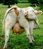 Cow Butt (Dirty).jpg