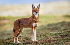 tg--silver--photo_2018-10-23_20-54-43_[ethiopian_wolf].jpg