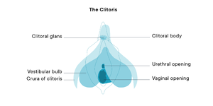crura.png crura.png