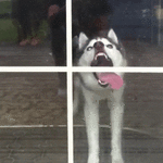 dogs-licking-glass17.gif