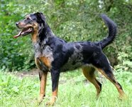 beauceron.jpg