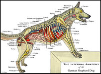 1227076914.dirus_canineanatomynew.jpg