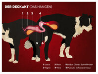 Hund-Deckakt-Haengen-Anatomie.jpg