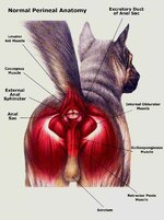 Perineumnormal.JPG