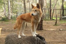 Dingo r0_0_2048_1368_w1200_h678_fmax.jpg