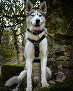 husky.png