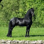 Friesian-horse.jpg