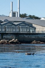 A+Wild+Sea+Otter+Mother+and+Her+Pup+Visit+Monterey+Bay+Aquarium.jpg